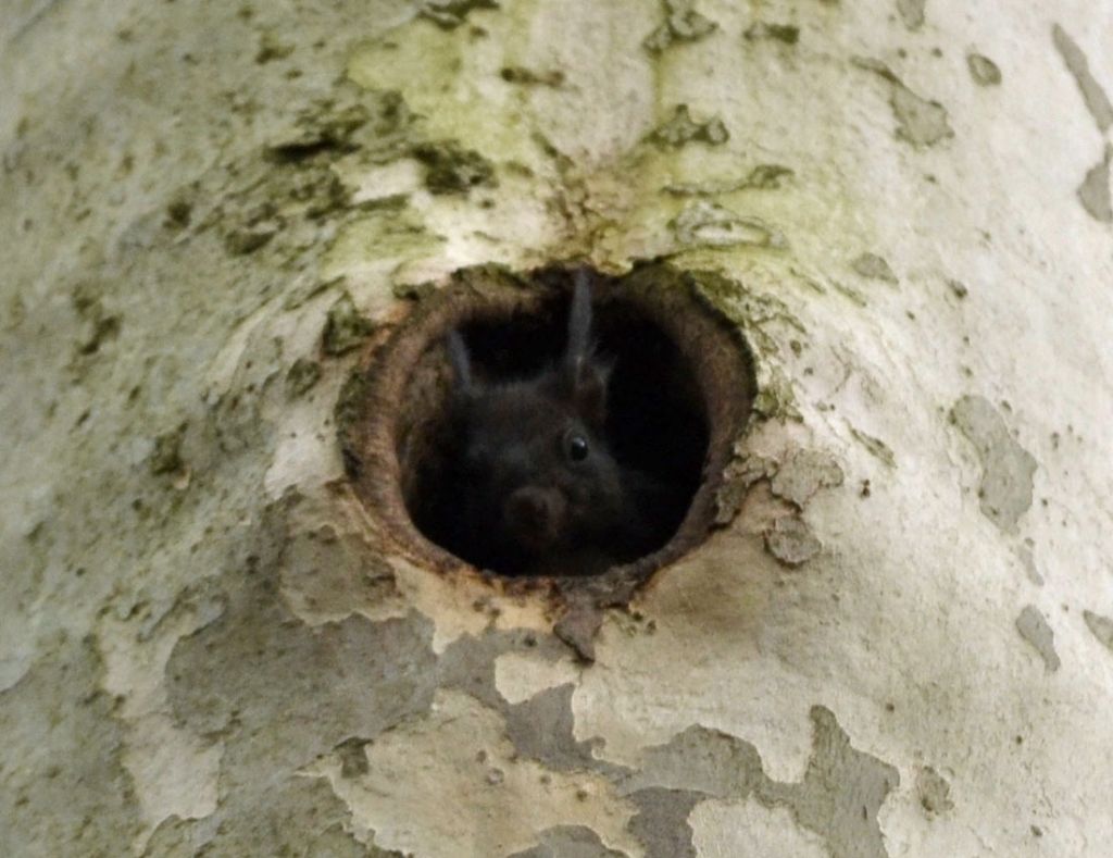 Pipistrello? No, Sciurus vulgaris